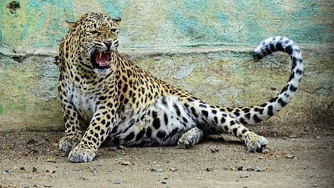 leopard