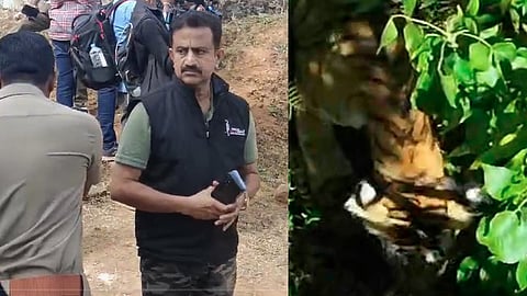 tiger idukki