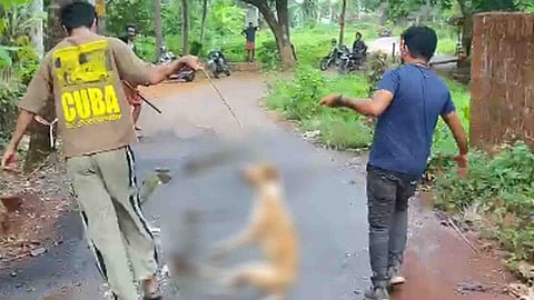 മുപ്പതോളം പേരെ കടിച്ചു, കണ്ണൂര് ചക്കരക്കല്ലില് ഭീതിപരത്തിയ തെരുവ് നായയെ കൊന്നു