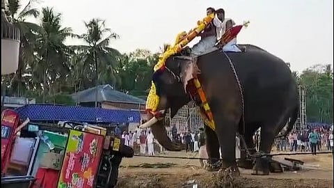 elephant attacks