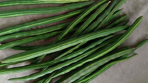 moringa health benefits