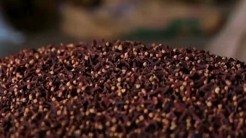 Thalanadan Clove