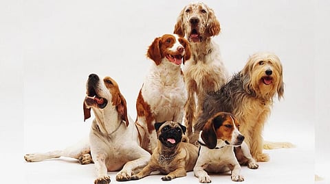 Pets Picture