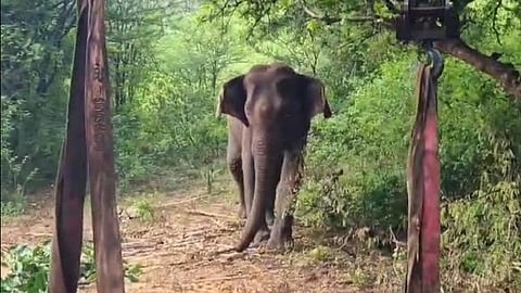 അതിരപ്പിള്ളിയില് നാളെ ഹര്ത്താല്