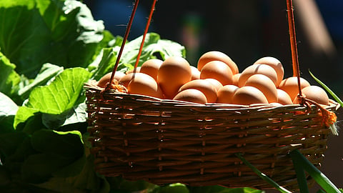 egg