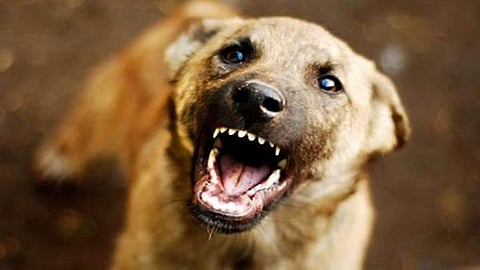 Rabies death kerala