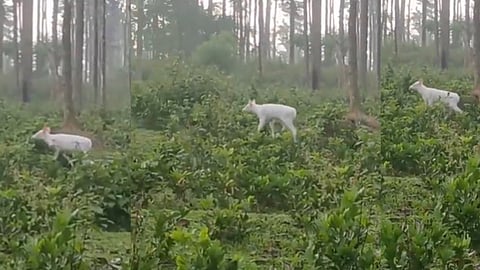 Albino deer