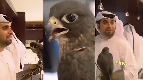 falcon