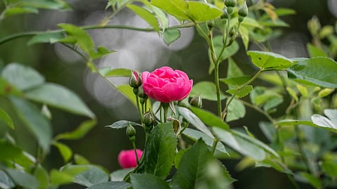 Rose Water