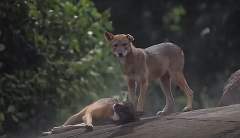 5 people have been bitten by fox Vadakara