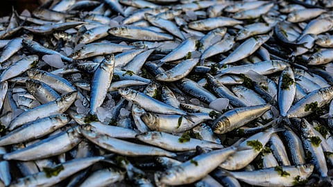 Fish