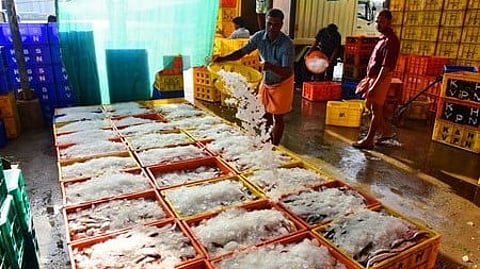 Fish,Kerala coast