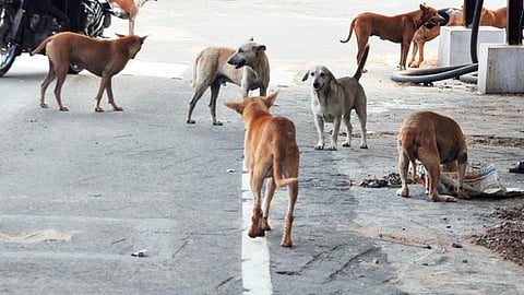 stray dog attack