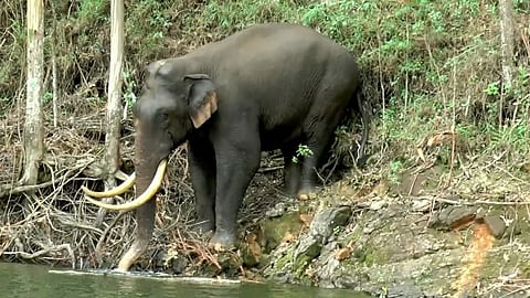 padayappa swims across water; tourists amazed video