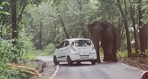elephant attack car travelers Athirappilly Anamalai Forest