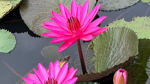 Malarikkal, water lilies