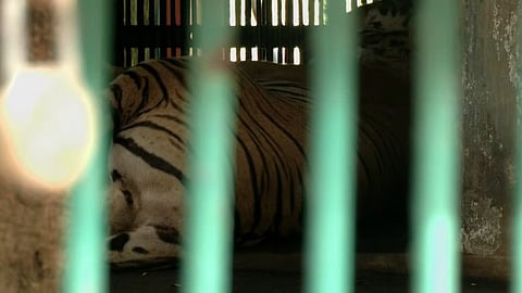 Tiger attacks employee at Thiruvananthapuram zoo