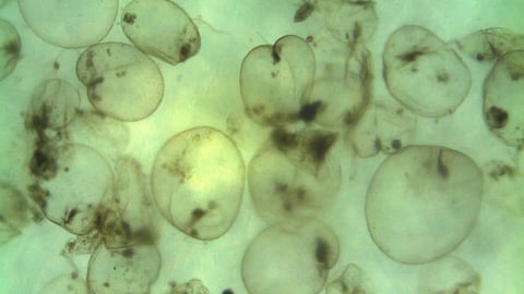 algal bloom along Kerala coast,CUSAT