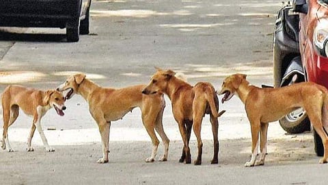 Stray Dogs