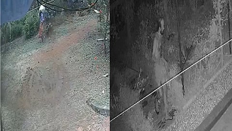 CCTV footage shows man stealing coconuts