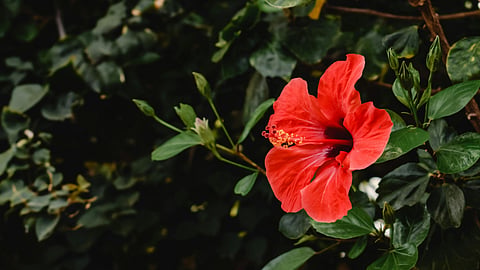 Hibiscus flower