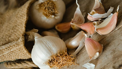 Garlic