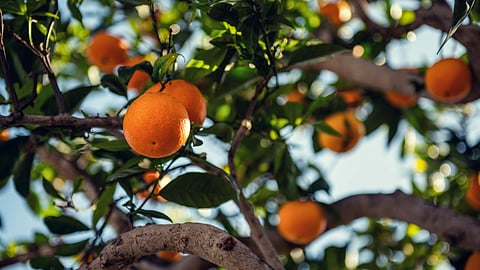 Oranges
