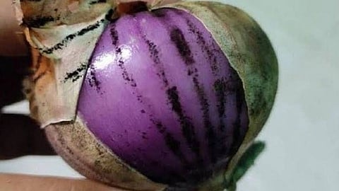Onion