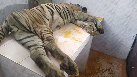 Tiger Rishiraj