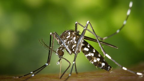 Mosquito