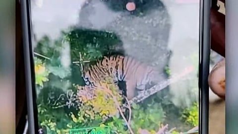 Tiger