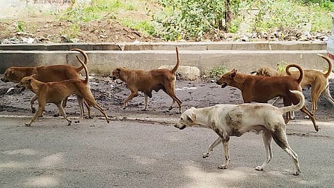 stray dogs