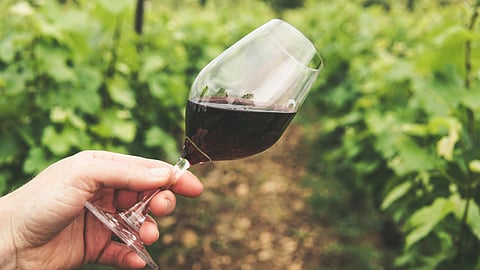 Red Wine Skin Care