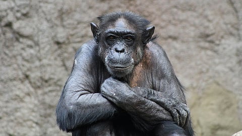 Genius Chimpanzee Ai Dies