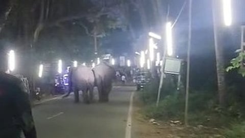 Wild elephants