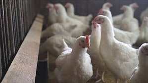 bird flu confirmed in kozhikode