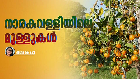 lemon vine