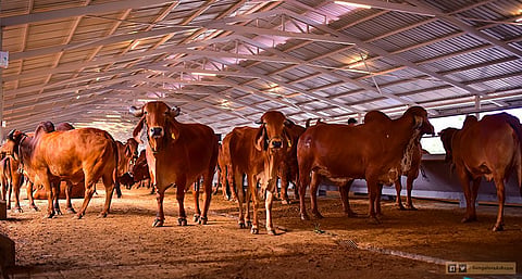 cow shelter