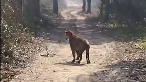 tiger