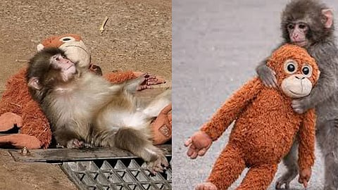 Baby monkey Punch sparks new viral trend