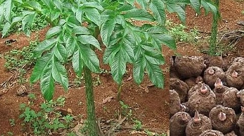 Planting tubers in the month of Aquarius - an explanation based on astrology