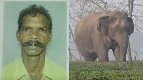 Elephant Attack