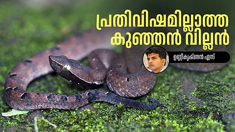 Hump-nosed pit viper (Hypnale hypnale) venomous snake found in Kerala forests and rural areas