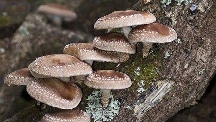 Mushroom