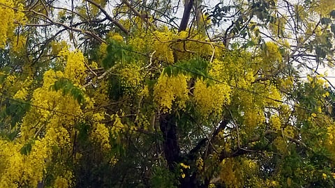 Kanikonna