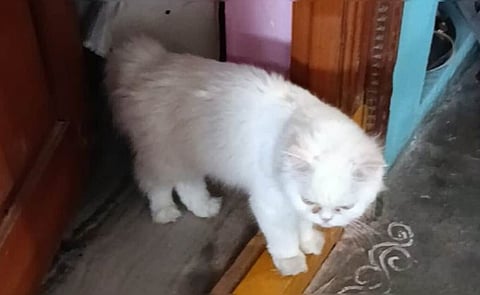 Woman doc commits 'suicide' after parents object to keeping pet cat