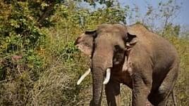 wild elephant attack