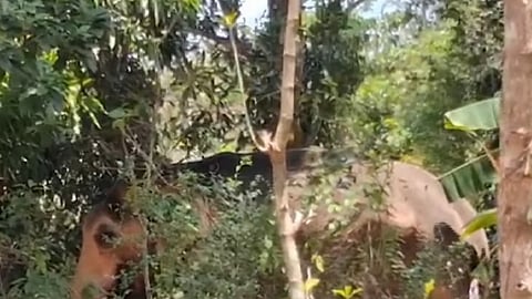 elephant ran amok