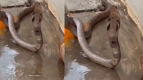 Cobra Drinks Water