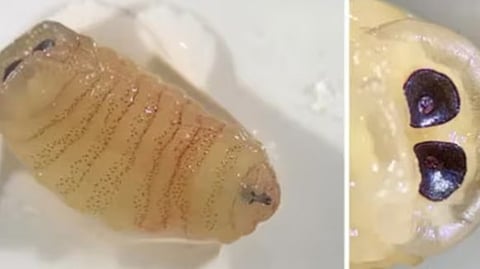 worms
